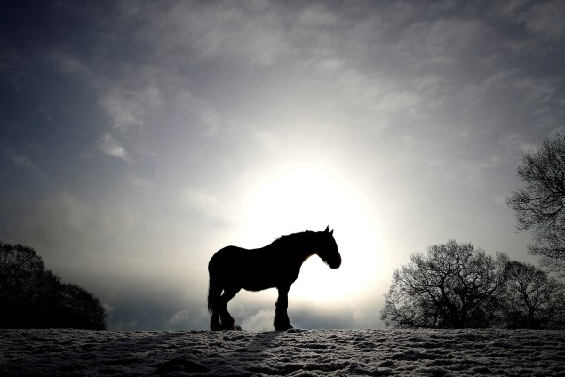 Cavalo é visto em campo coberto de neve na vila de Keele, na Inglaterra - 27/02/2018