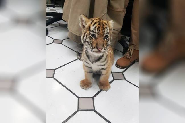 Filhote de tigre é interceptado após ser enviado pelo correio em Tlajomulco de Zúñiga, município localizado no estado mexicano de Jalisco - 07/02/2018