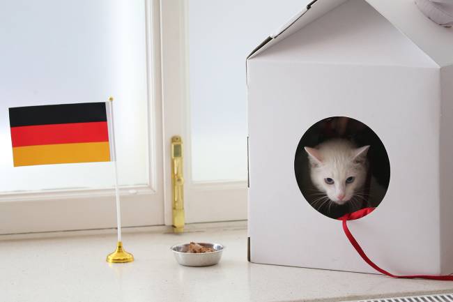 O gato vidente Aquiles 'previu' que a Alemanha venceria o Chile na final da Copa das Confederações - 02/07/2017