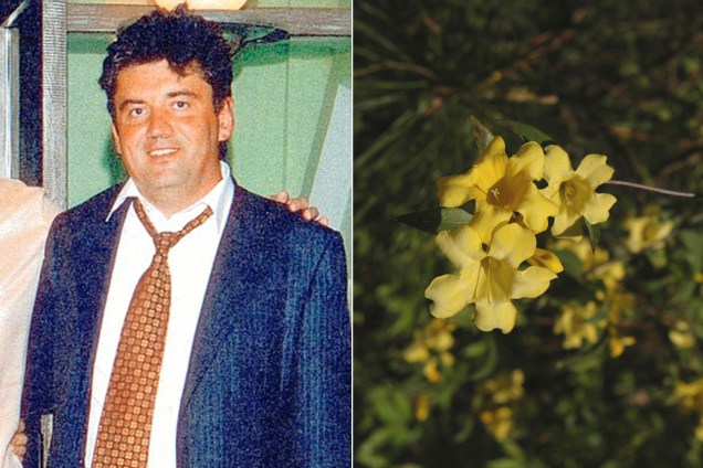 Alexander Perepilichny, executivo russo, envenenado por flor venenosa Gelsemium