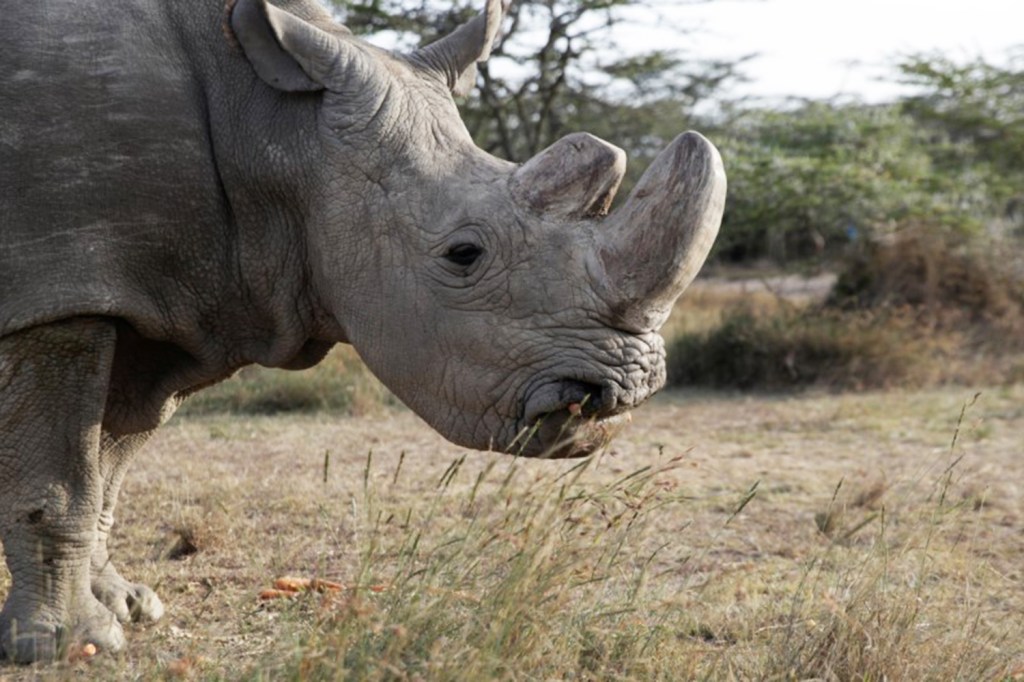 Rinoceronte-branco Quênia