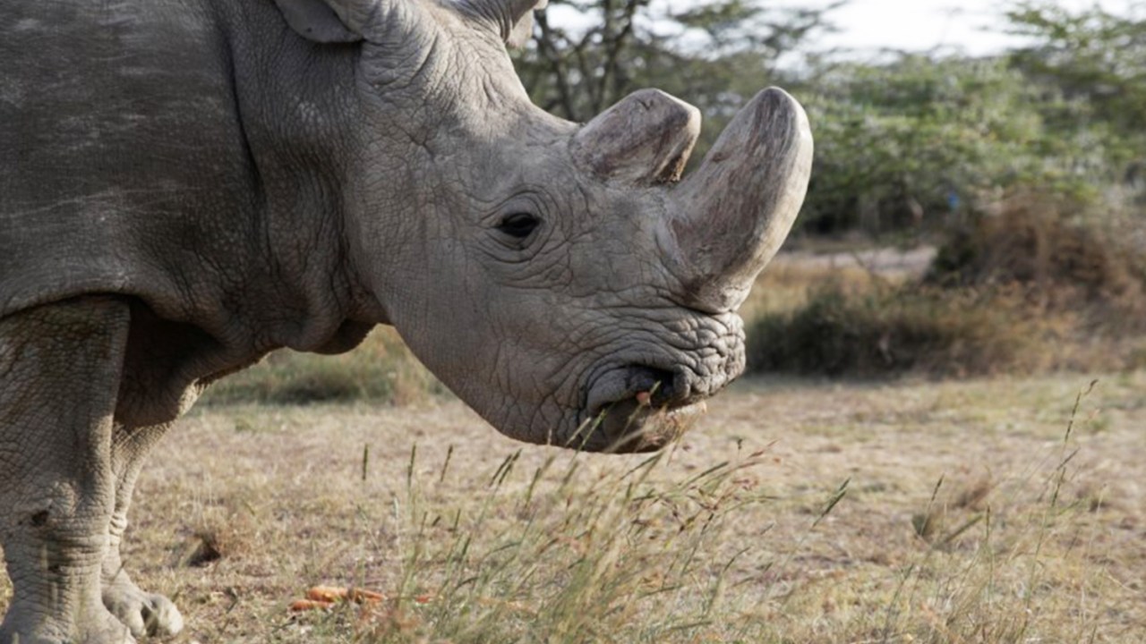 Rinoceronte-branco Quênia