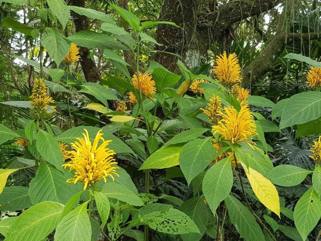 Justicia aurea Justicia aurea