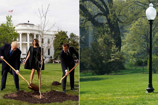 Árvore plantada por Donald Trump e Emmanuel Macron