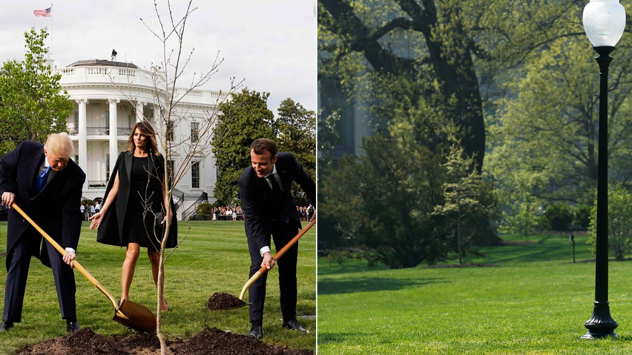 Árvore plantada por Donald Trump e Emmanuel Macron