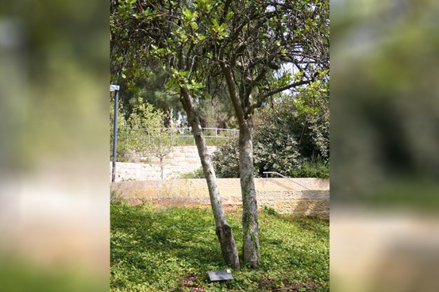 Árvore plantada por Oscar Schindler no Memorial do Holocausto, em Jerusalém