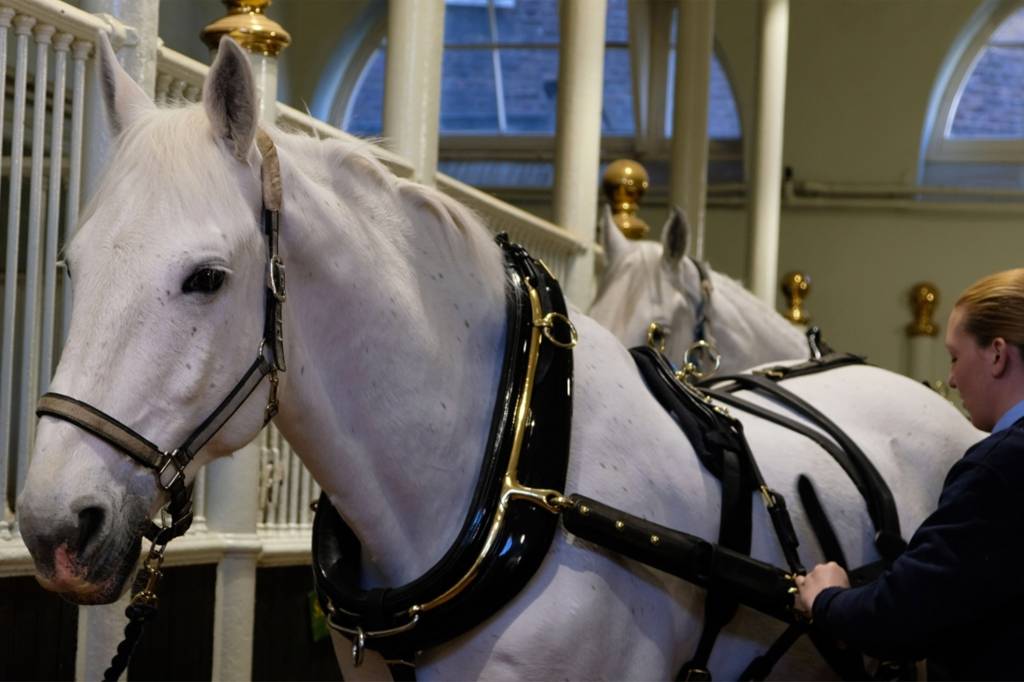 Cavalos que guiarão a carruagem no casamento de Meghan Markle e Príncipe Harry