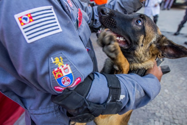 Cães farejadores auxiliam no trabalho das equipes de resgate no local do desabamento do edificio Wilton Paes de Almeida, no Largo do Paissandu, região central de São Paulo - 09/05/2018