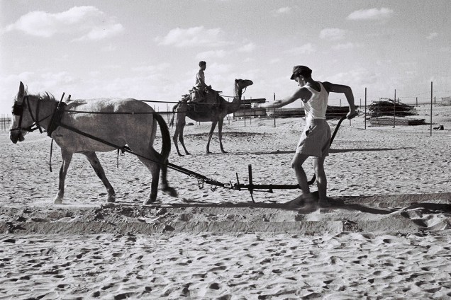 Pioneiros preparam terra para cultivo de vegetais no Deserto de Neguev - 01/07/1947