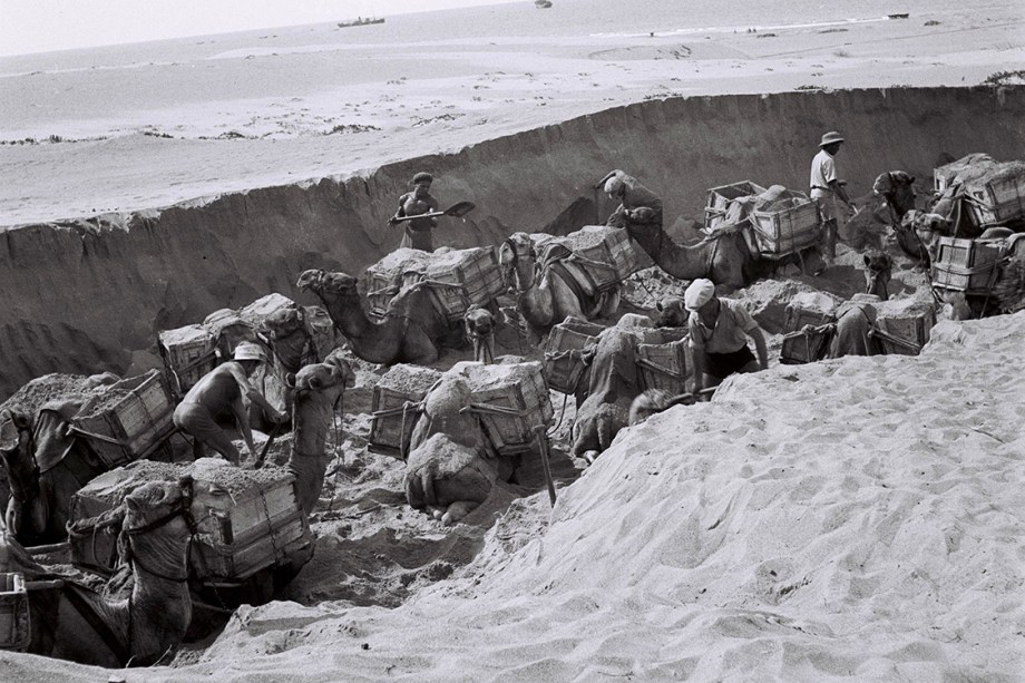 Trabalhadores judeus utilizam camelos para transportar materiais utilizados em construções - 01/06/1939