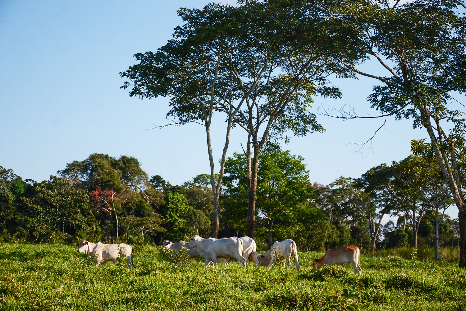 Gado no pasto na Reserva Extrativista Chico Mendes