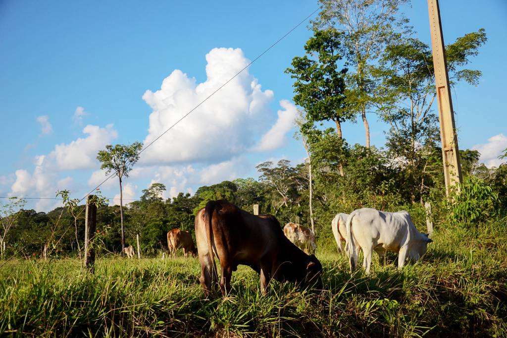 Gado no pasto na Reserva Extrativista Chico Mendes