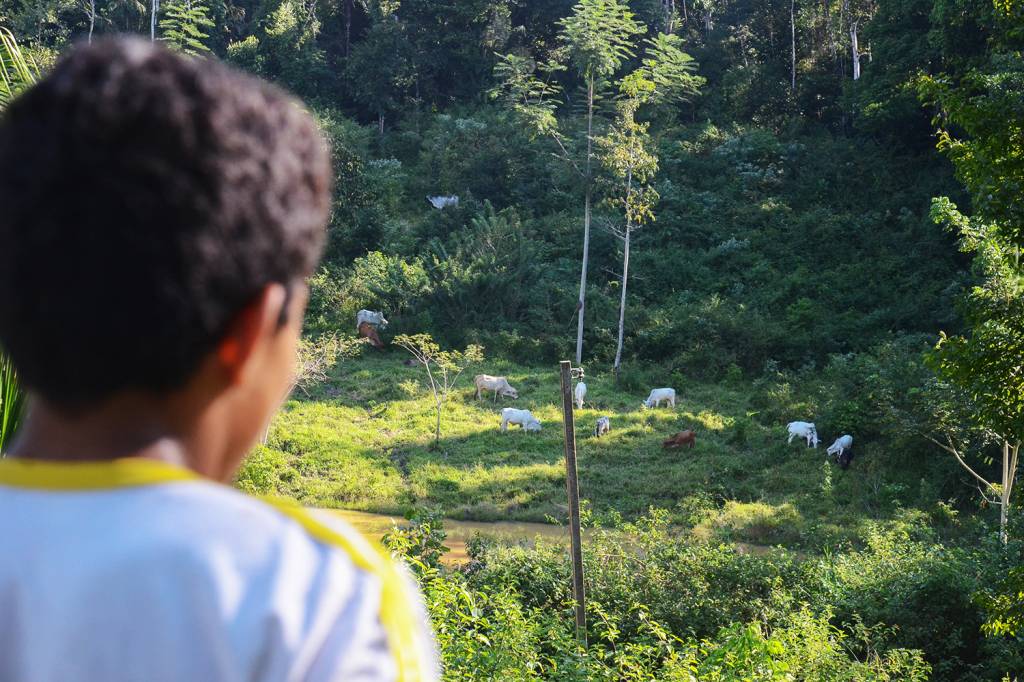 Nova geração: Criança observa gado no pasto na Reserva Extrativista Chico Mendes