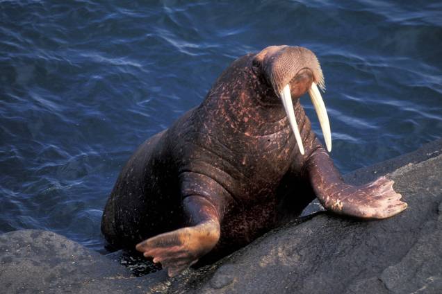 Animais da Rússia - Morsa do Pacífico Animais da Rússia - Morsa do Pacífico