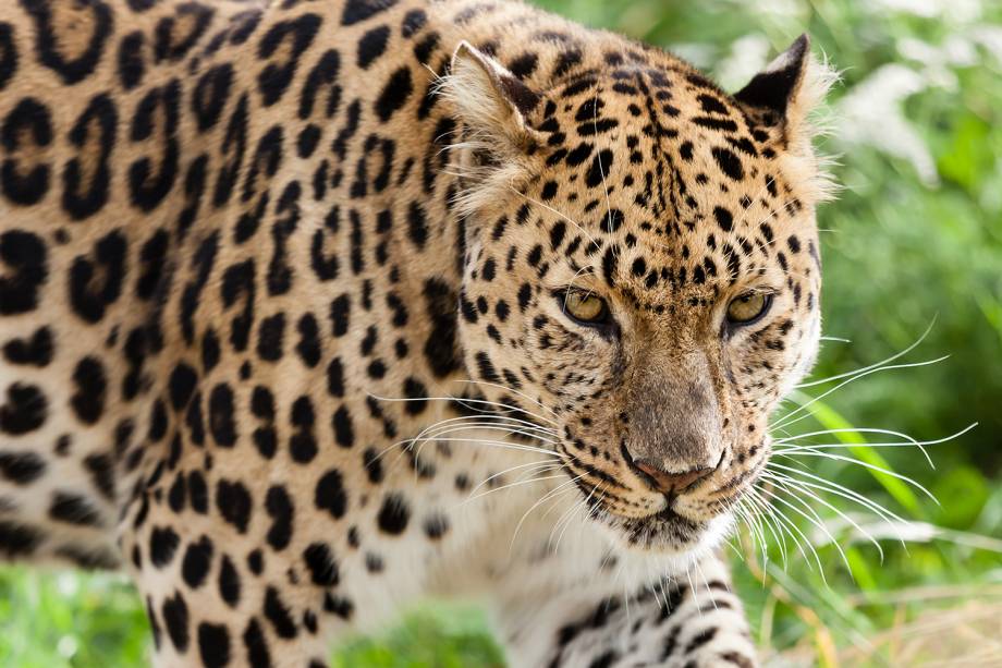 Animais da Rússia - Leopardo-de-amur