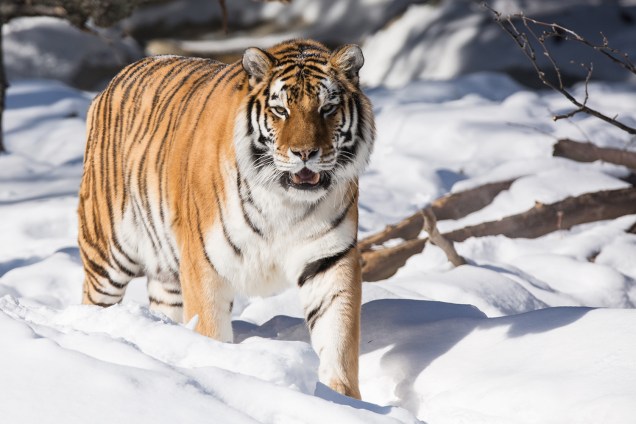 Animais da Rússia - Tigre siberiano