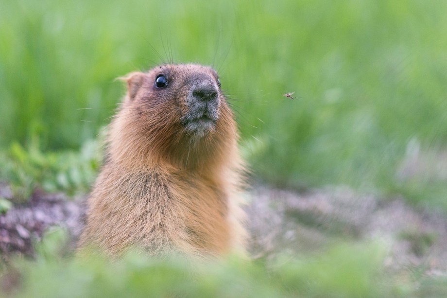 Animais da Rússia - Marmota Bobak