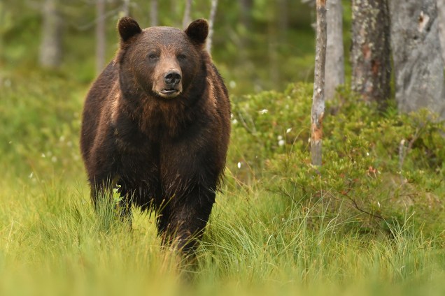 Animais da Rússia - Urso-pardo