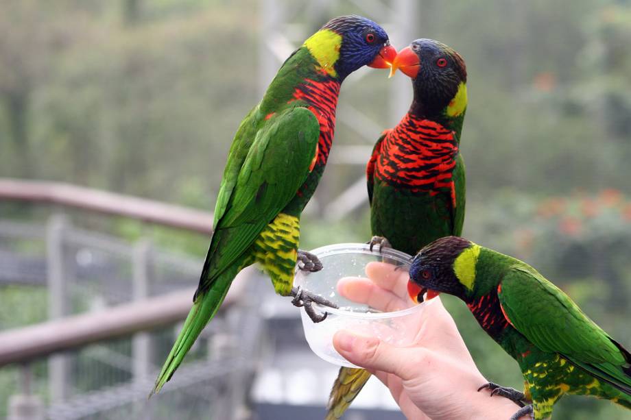 Pessoa alimenta os pássaros no Jurong Bird Park