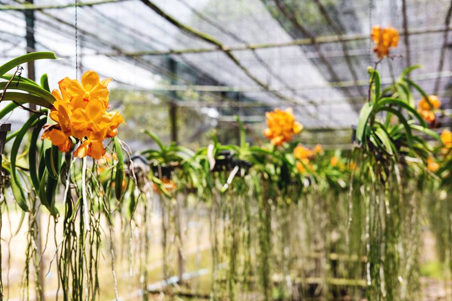 Estufa de orquídeas no National Orchid Garden, em Singapura