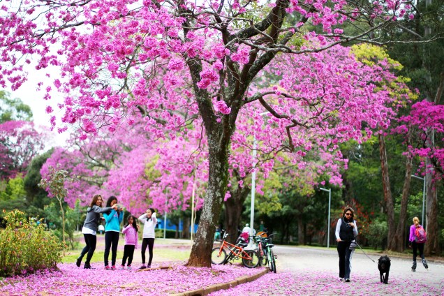 Ipê-roxo florido no Parque do Ibirapuera, zona sul da cidade de São Paulo