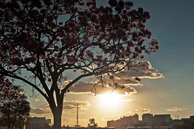 Floração dos ipês-roxo colorem a cidade de Brasília (DF)