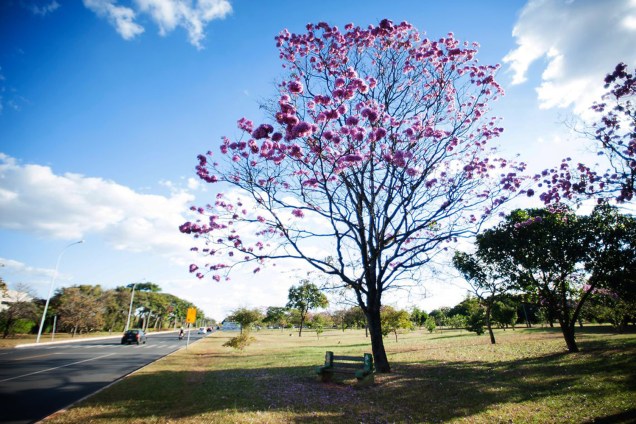 Floração dos ipês-roxo colorem a cidade de Brasília (DF)
