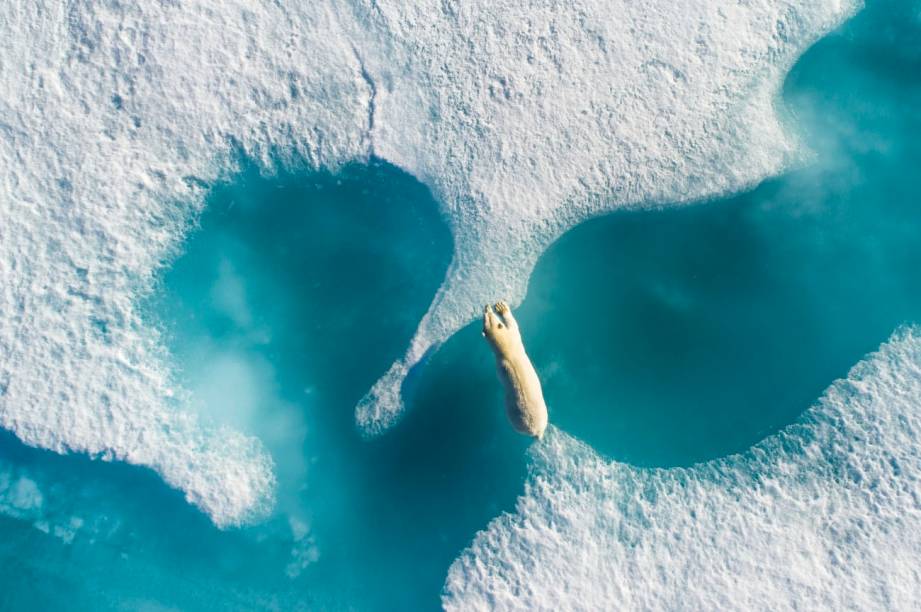 Dentre as 4.400 fotos enviadas para a competição, Florian Ledoux, ficou com o primeiro lugar e a classificação de Foto do Ano, com esta imagem aérea de um urso polar se locomovendo entre placas de gelo em seu habitat natural na área de conservação natural de Marine, no Canadá