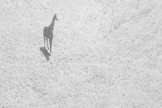 Na segunda colocação da categoria "Vida Selvagem" a "Grande Sombra" de uma girafa é registrada pelo fotógrafo Thomas Vijayan Na segunda colocação da categoria "Vida Selvagem" a "Grande Sombra" de uma girafa é registrada pelo fotógrafo Thomas Vijayan