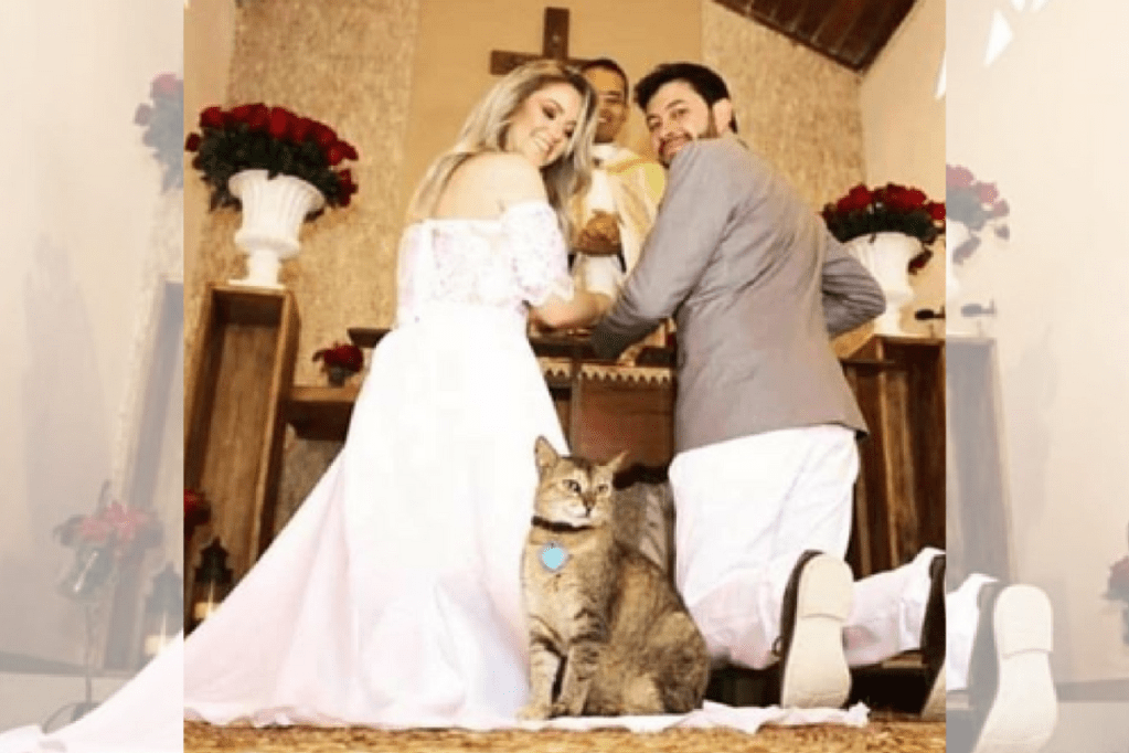 Fotos: Jogar buquê já era. Em fotos alteradas, noivas lançam gato para  convidadas de casamento - 15/10/2013 - UOL Notícias