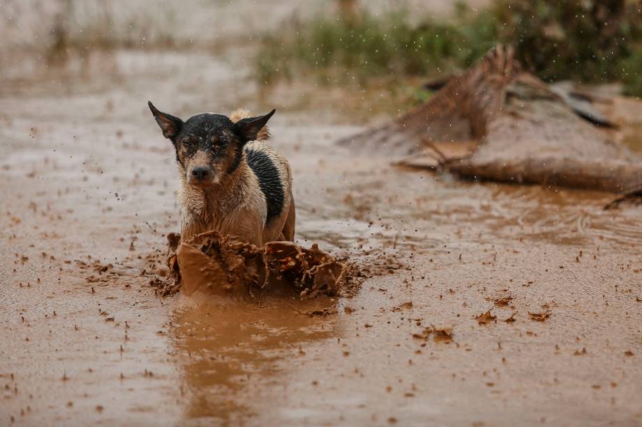 Cachorro é visto correndo nas águas lamacentas de Sanamxai, província de Attapeu, após o rompimento de um barragem no sul do Laos - 26/07/2018