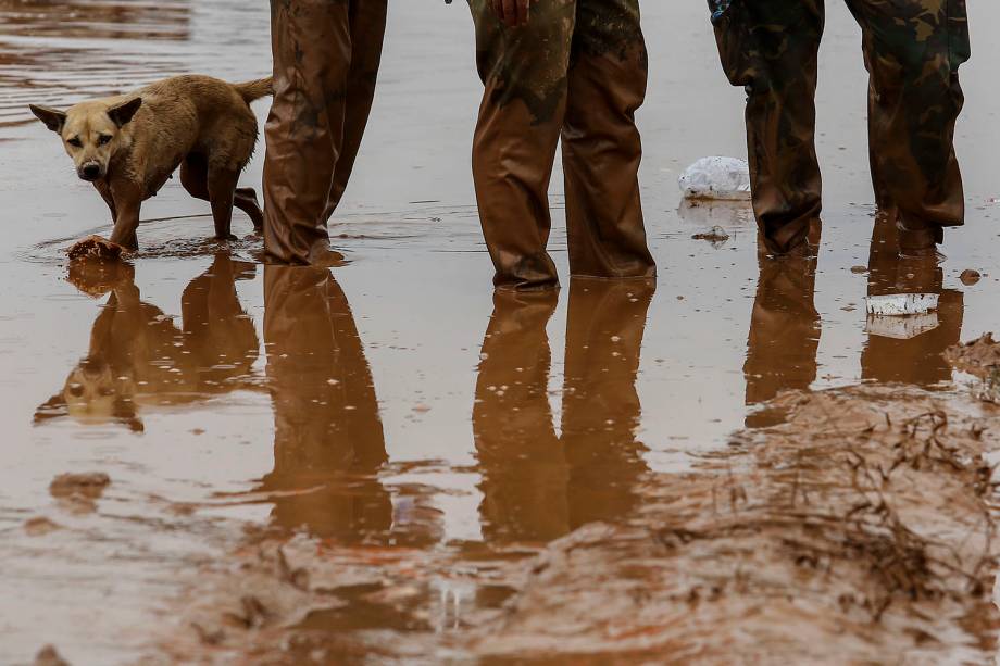 Cão caminha atrás de soldados em Sanamxai, província de Attapeu, na região alagada pelas águas de uma barragem que cedeu na região sul do Laos - 26/07/2018