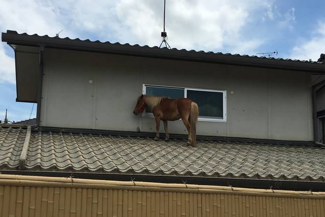 Imagem divulgada pela ONG Peace Winds Japan mostra um cavalo sobre o telhado telhado de uma casa devido às recentes inundações na área de Mabicho em Kurashiki, prefeitura de Okayama, no Japão - 09/07/20189