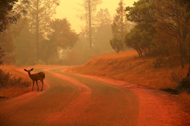 Cervo é visto em uma estrada coberta com pó retardador de fogo perto de Redding, na Califórnia - 28/07/2018