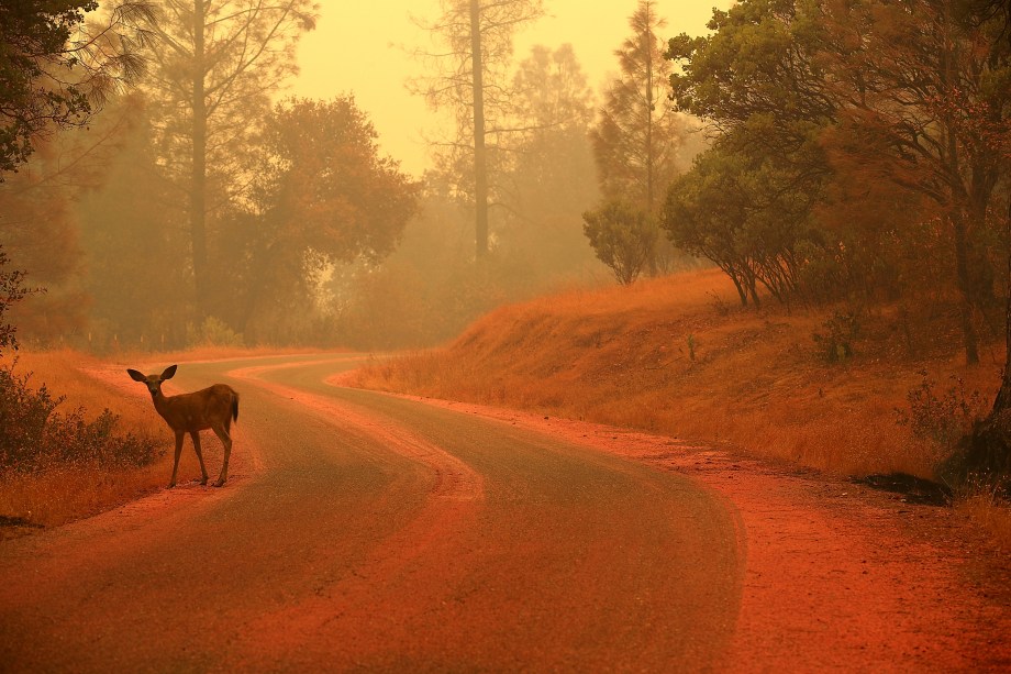 Cervo é visto em uma estrada coberta com pó retardador de fogo perto de Redding, na Califórnia - 28/07/2018