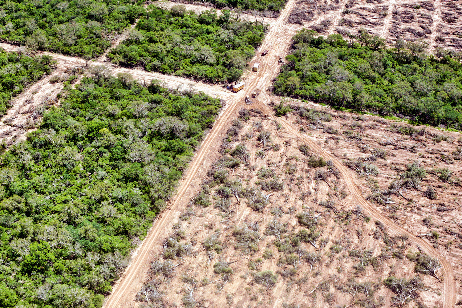 A floresta esquecida VEJA