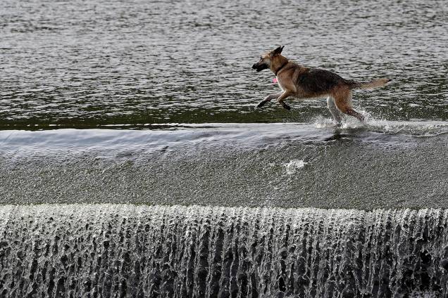 Cachorro corre pelo rio Berounka em Cernosice, República Checa - 22/07/2018 Cachorro corre pelo rio Berounka em Cernosice, República Checa - 22/07/2018
