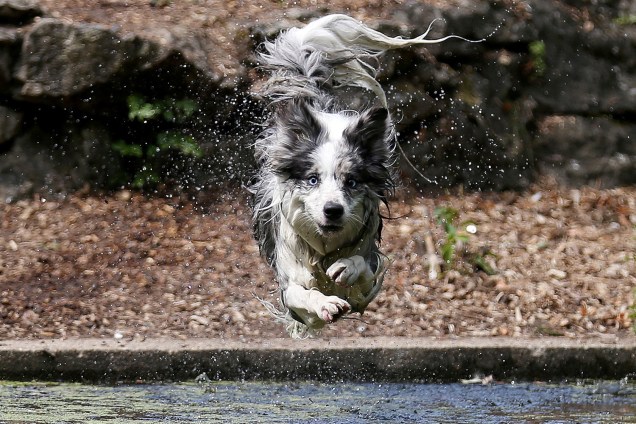 Cachorro chamado Tilly se joga na água do Parque Enfield Town em Londres, Inglaterra - 27/07/2018