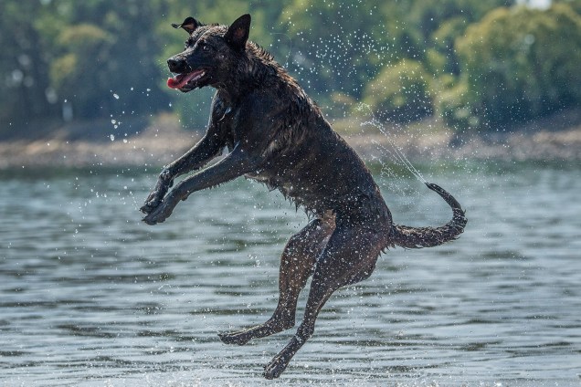 Cachorro brinca no rio Rhine em Biebesheim, Alemanha - 31/07/2018