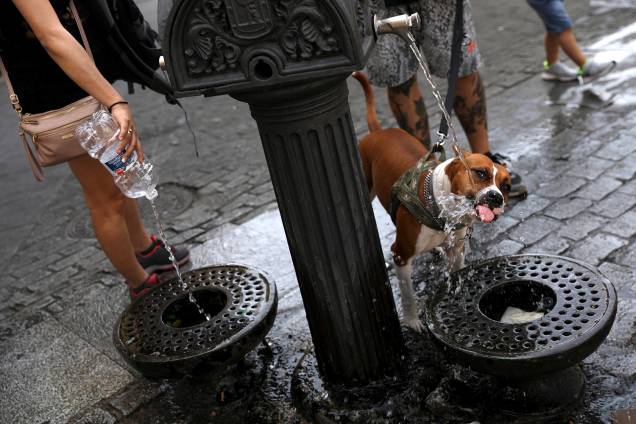 Cachorro bebe água em fonte pública em Madri, Espanha - 02/08/2018 Cachorro bebe água em fonte pública em Madri, Espanha - 02/08/2018