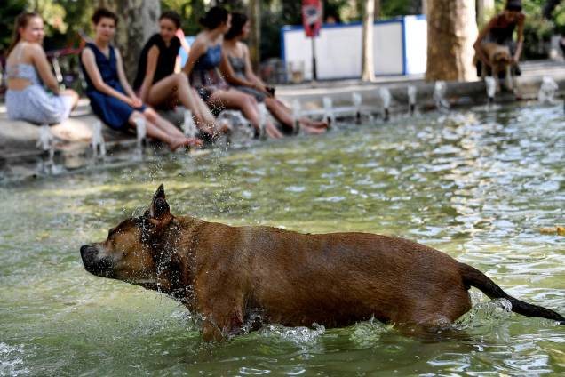 Cachorro brinca em fonte pública em Montpellier, França - 02/08/2018 Cachorro brinca em fonte pública em Montpellier, França - 02/08/2018