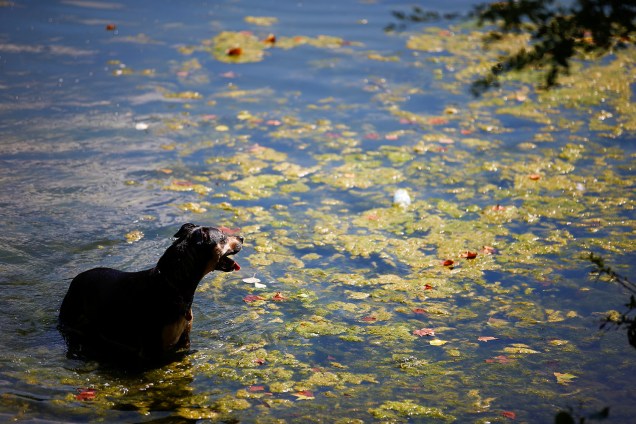 Cachorro nada em lagoa pública no Parque Hampstead Heath em Londres, Inglaterra - 03/08/2018