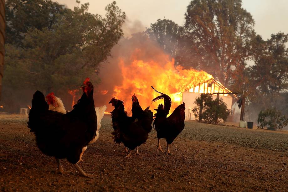 Galinhas são fotografadas próximas a um celeiro em chamas durante avanço do incêndio River Fire, em Lakeport na Califórnia - 01/08/2018