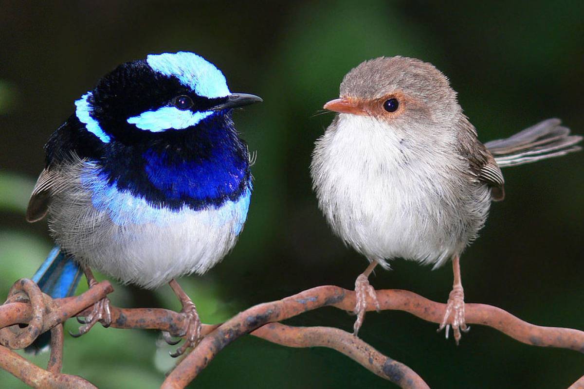 Como o canto dos pássaros afeta sua saúde mental? | VEJA