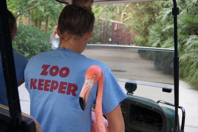 Flamingos são evacuados do Zoológico Riverbanks, durante a passagem do furacão Florence no estado americano da Carolina do Sul - 13/09/2018