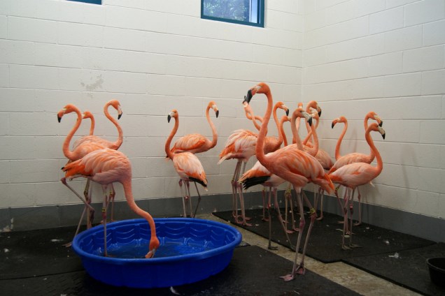 Flamingos são abrigados como parte dos preparativos para a chegada do furacão Florence no Riverbanks Zoo and Garden na Carolina do Sul - 13/09/2018