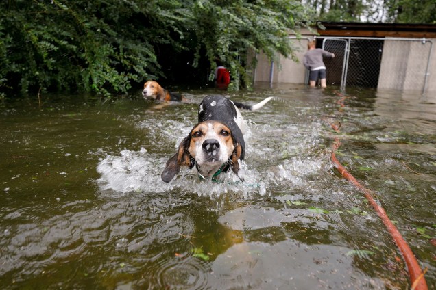 Cães em pânico que foram deixados enjaulados por um proprietário que fugiu das enchentes provocadas pelo furacão Florence, nadam livres após serem libertados em Leland, na Carolina do Norte - 16/09/2018