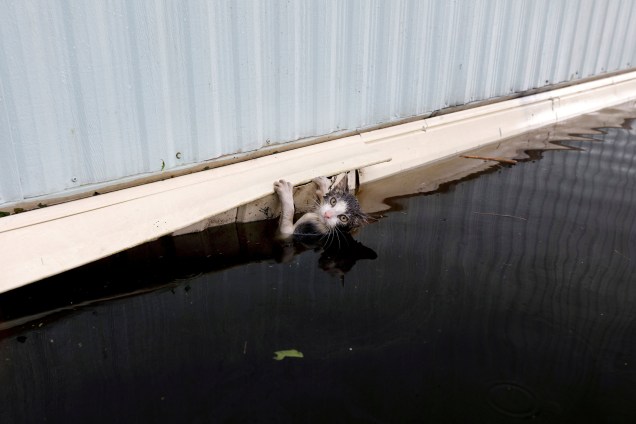 Gato se agarra a um trailer em meio a uma inundação antes de ser resgatado em Burgaw, na Carolina do Norte - 17/09/2018