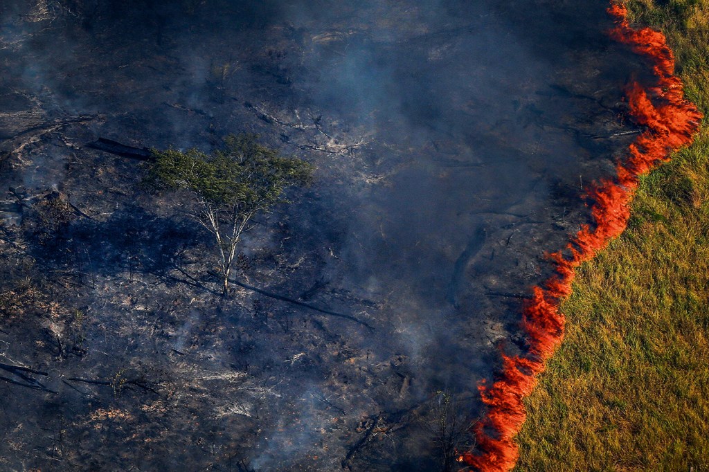 PATRIMÔNIO - Em perigo: se o desmatamento continuar nesse ritmo, a mata, com vasta biodiversidade, poderá virar uma savana