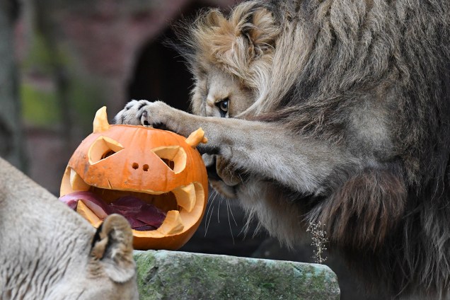 Leões interagem com uma abóbora esculpida para o dia do Halloween no zoológico de Hanover, na Alemanha - 25/10/2018
